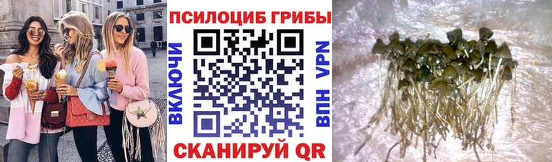 Галлюциногенные грибы Psilocybine cubensis  Купить где  Морозовск 